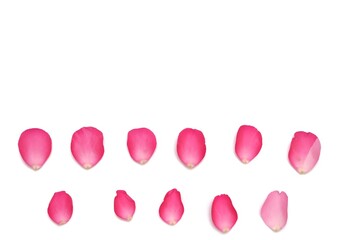 In selective focus a row of sweet pink rose corollas on white isolated background 