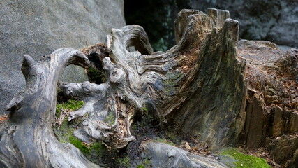 Fototapeta na wymiar wood, tree, drzewo, drewno