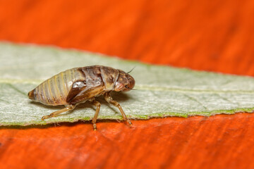 Spittle Bug nymph of a Froghopper in the UK in June. This is close to adulthood and has recently left his protective layer of spittle bubbles.