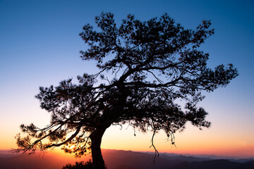 Obraz premium Silhouette of a forest pine tree during blue hour with bright sun at sunset.