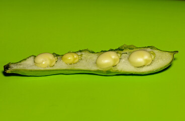 A fresh Broad Bean Pod from the Kitchen garden. These grow very well in the English climate but are often attacked by Black aphids.