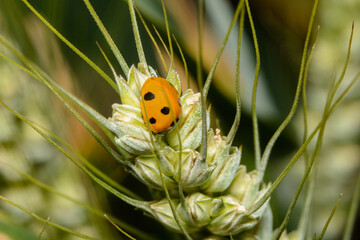  A seven spot European Ladybird sleeping on an ear of Wheat in England.  These are common in England  but the invasive Asian species are also abundant here.