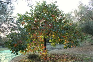 lush khaki tree in autumn
