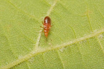 A macro image of  an Anthocoris nemorum nymph on the underside of a Sycamore leaf.