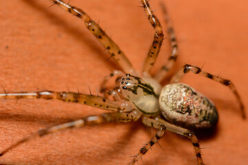 A macro image of a Missing Sector Spider, Zygiella x-notata. This is an adult and will have a web with a missing sector and a single thread to her hiding place which warns here of the arrival of prey.