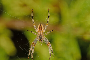 A Ventral view of the European  garden spider, Araneus diadematus showing the detailed body parts of breathing, reproduction and silk production.