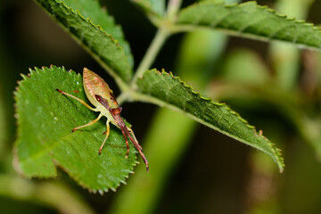A late Instar of the True Bug, Gonocerus acuteangulatus, in the UK in August.