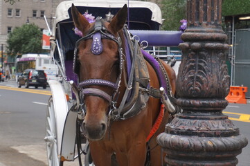 horse in the streets of new york