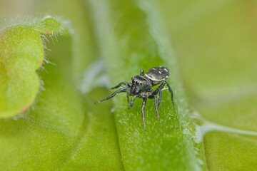 A sub adult male jumping spider, Heliophanus sp, Only the females have yellow palps.