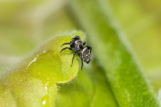 A macro image of a Jumping Spider, Heliophanus sp. (sub adult male)