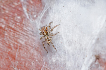 A Jumping spider guarding on her egg sac. The babies will moult a few times while they grow in the egg sac. 