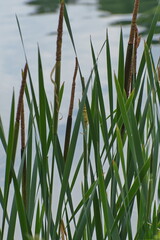 Eine Struktur aus Wasserpflanzen mit dünnen langen Blätter und braune lange Früchte am Wasser.