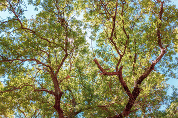 Trees and background nature in the woods.