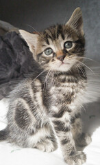 british shorthair cat