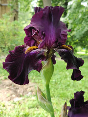 Iris Flower