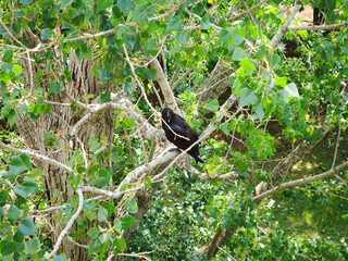 Black bird, black raven sits on a gray branch among green leaves. Gray trunks and branches in the park Ottawa, Canada