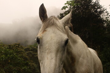 Obraz premium A lovely horse