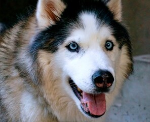 siberian husky dog
