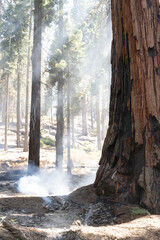 Sequoia National Park Controlled burn
