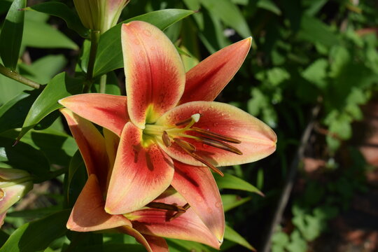 Lilium Mont&eacute;go Bay