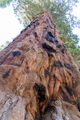Sequoia Trunk