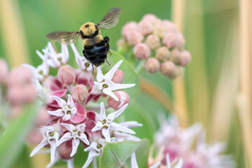 A Common Eastern Bumblebee in flight above a Showy Milkweed flower.