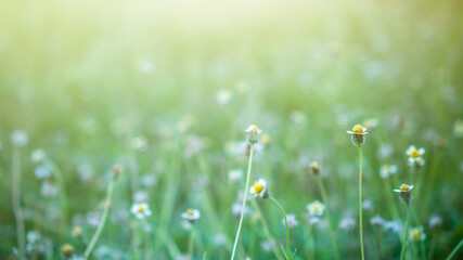 Meadow with daisies