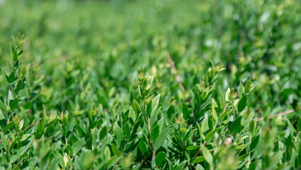 Obraz premium fresh green grass