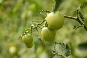 green unripe tomatoes on a branch. The crop is maturing. The village concept, eco-friendly product vegetarian vegan, healthy lifestyle