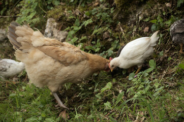 Chickens rooting about in Swiss hedgerow