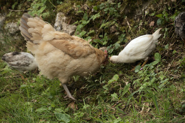 Chickens rooting about in Swiss hedgerow