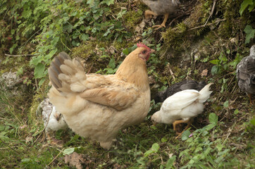 Chickens rooting about in Swiss hedgerow