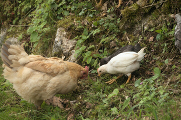 Chickens rooting about in Swiss hedgerow
