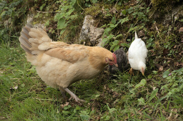 Chickens rooting about in Swiss hedgerow