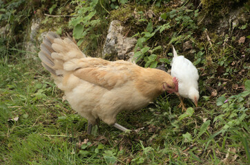 Chickens rooting about in Swiss hedgerow
