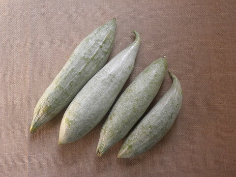 Greenish white color raw whole Snake gourds or Trichosanthes cucumerina