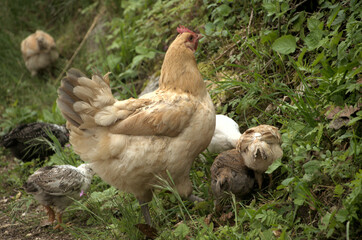 Chickens rooting about in Swiss hedgerow