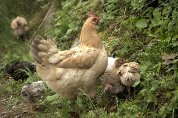 Chickens rooting about in Swiss hedgerow