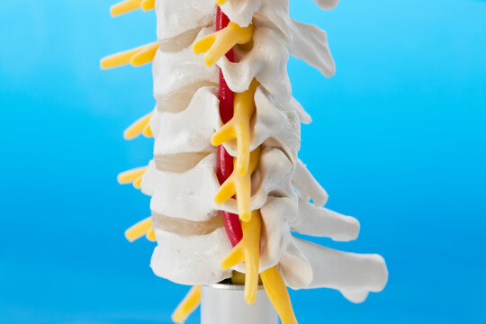 Lateral view of model of cervical spine with cervical vertebrae, vertebral artery, cervical discs, spinous process, spinal nerves on turquoise background