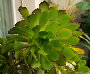 Nature texture. Flora. Closeup of an Aeonium arboreum succulent plant, also known as Tree Houseleek, growing in the urban garden.