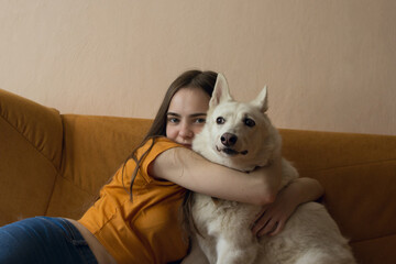 The girl strokes and caresses a white West Siberian husky Laika dog, which lies on a yellow sofa, sticking out a long tongue