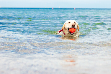 labrador swims in the sea and carries a ball, a dog plays in the water in summer