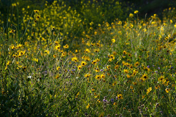Obraz premium Sunflowers in Green Pasture
