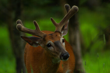 Red Deer Showing Its Curious Side