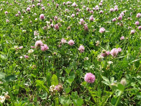 Meadow covered with blooming pink clover. Landscape