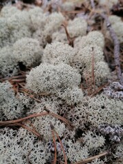 moss on the ground