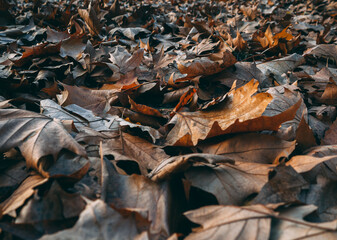 Ground full of fallen brown leaves in autumn - closuep shot