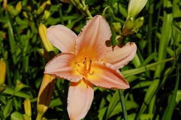 Fototapeta na wymiar Orange Flower Blossoming In Sun