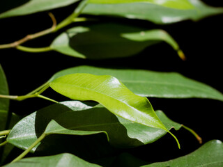 Closeup of fresh green leaves on sunlit morning