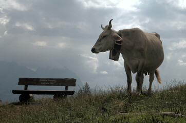 Swiss brown cow with intact horns on Flumserberg, Swiss Alps